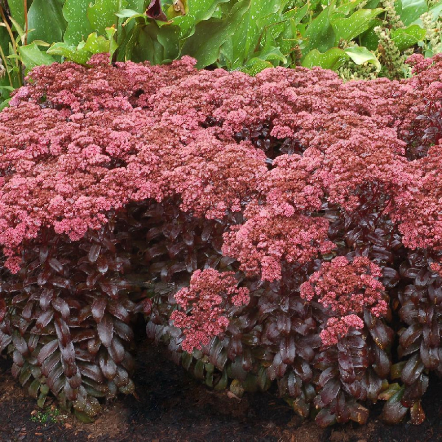 Plantes Vivaces SEDUM 'Dark Magic' ® en vente - Pépinière Lepage .