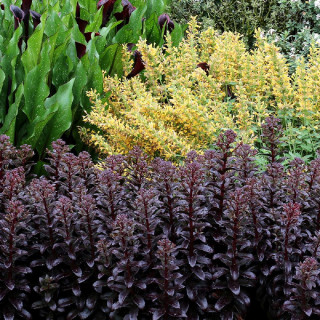 Plantes Vivaces SEDUM 'Dark Magic' ® en vente - Pépinière Lepage .