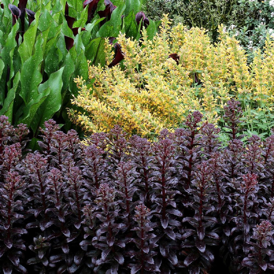 Plantes Vivaces SEDUM 'Dark Magic' ® en vente - Pépinière Lepage .