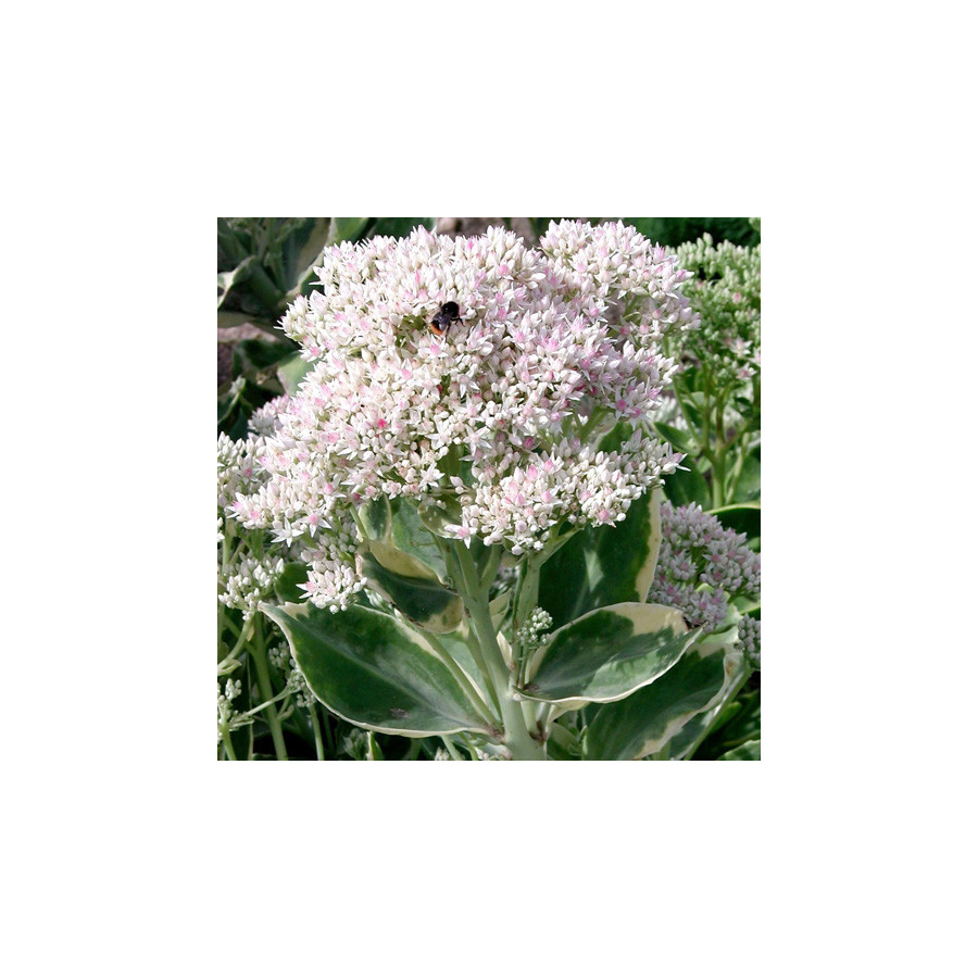 Plantes Vivaces SEDUM 'Frosty Morn' - Sédum en vente - Orpin en vente - Pépinière Lepage .