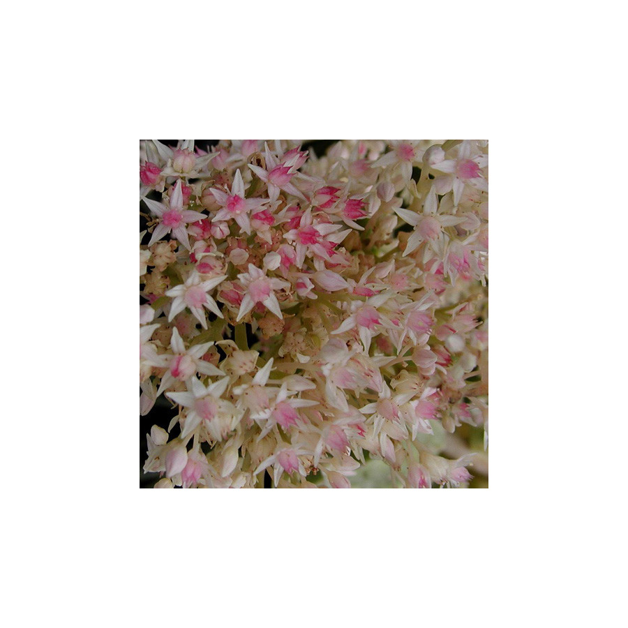 Plantes Vivaces SEDUM 'Frosty Morn' - Sédum en vente - Orpin en vente - Pépinière Lepage .