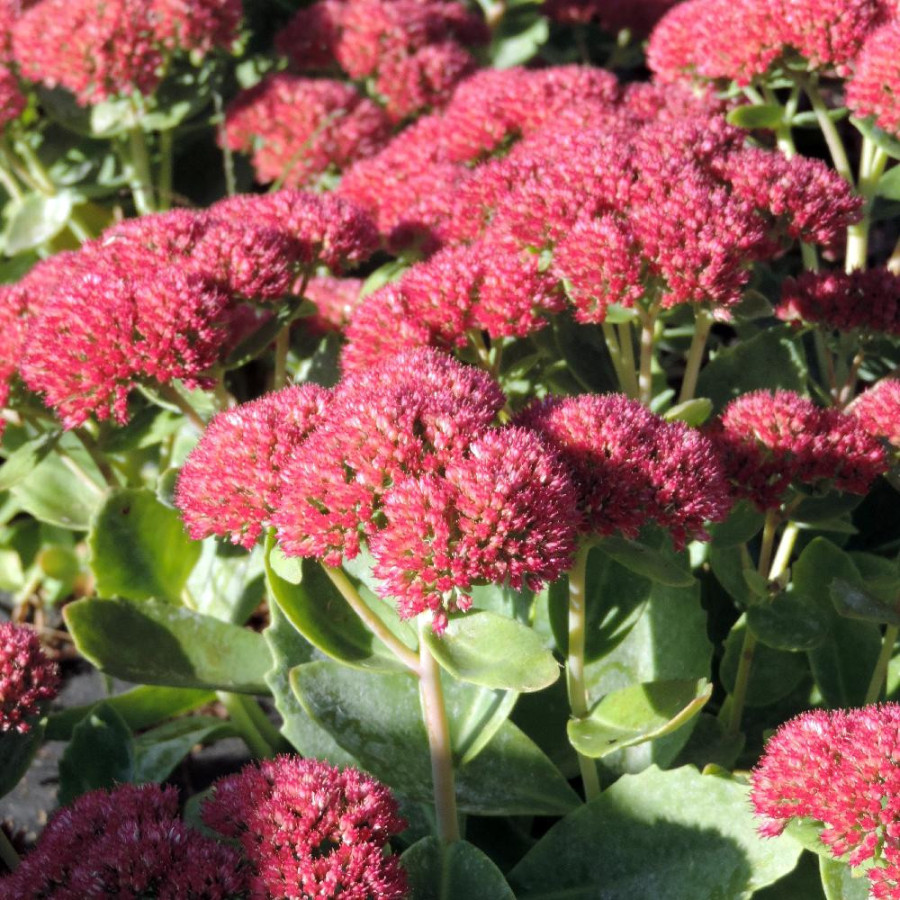 Plantes Vivaces SEDUM 'Herbstfreude' ('Autumn Joy') - Sédum en vente - Orpin en vente - Pépinière Lepage .