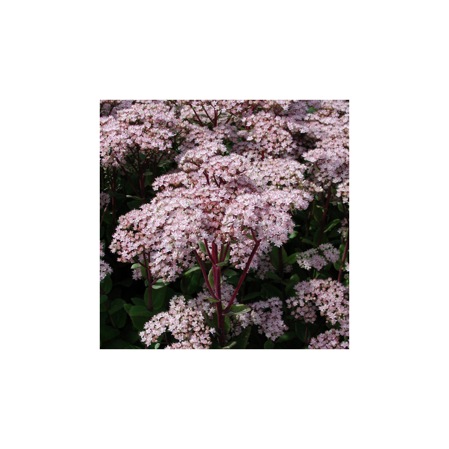 Plantes Vivaces SEDUM 'Joyce Henderson' - Sédum en vente - Orpin en vente - Pépinière Lepage .