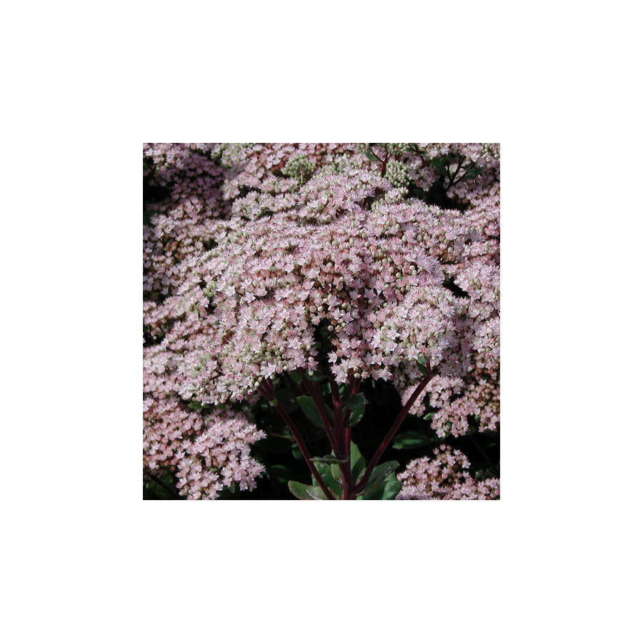 Plantes Vivaces SEDUM 'Joyce Henderson' - Sédum en vente - Orpin en vente - Pépinière Lepage .