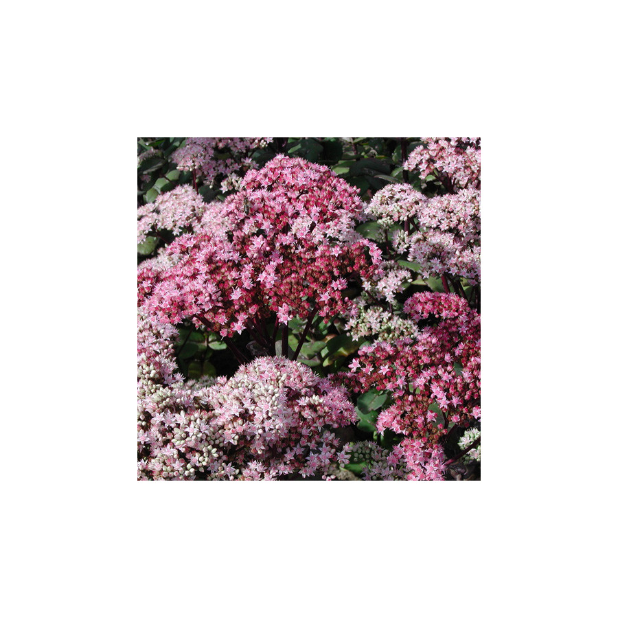 Plantes Vivaces SEDUM 'Matrona' - Sédum en vente - Orpin en vente - Pépinière Lepage .