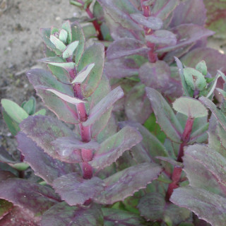 Plantes Vivaces SEDUM 'Matrona' - Sédum en vente - Orpin en vente - Pépinière Lepage .