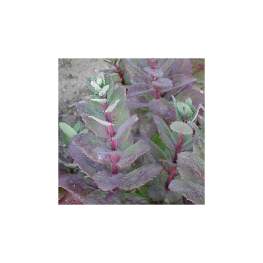 Plantes Vivaces SEDUM 'Matrona' - Sédum en vente - Orpin en vente - Pépinière Lepage .