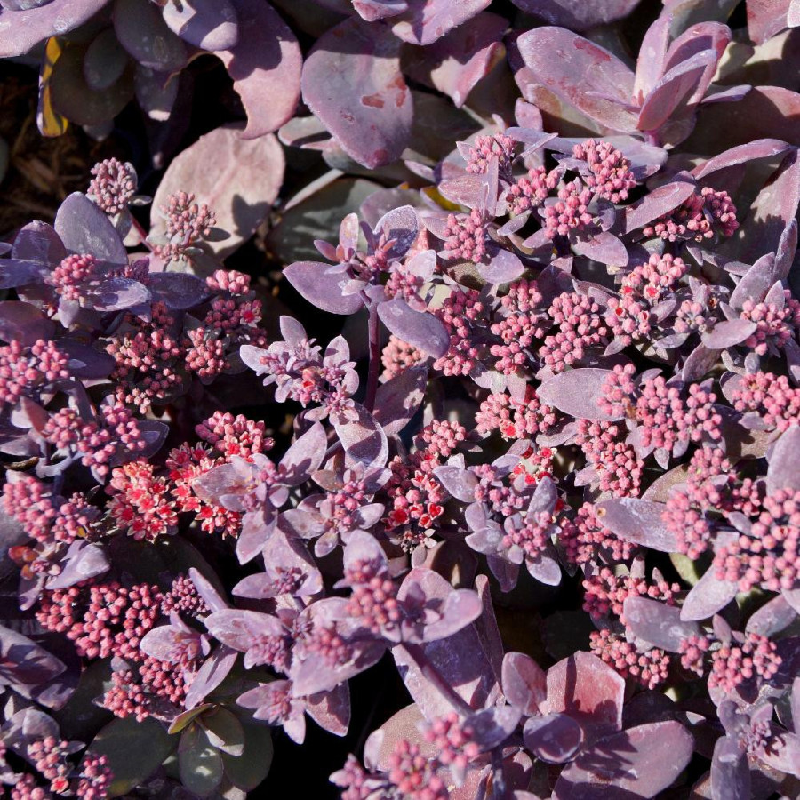 SEDUM 'Oriental Dancer'