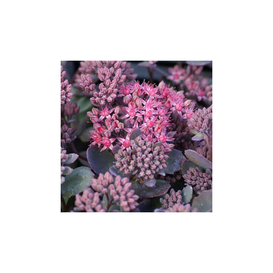 Plantes Vivaces SEDUM 'Red Canyon' - Sédum en vente - Orpin en vente - Pépinière Lepage .