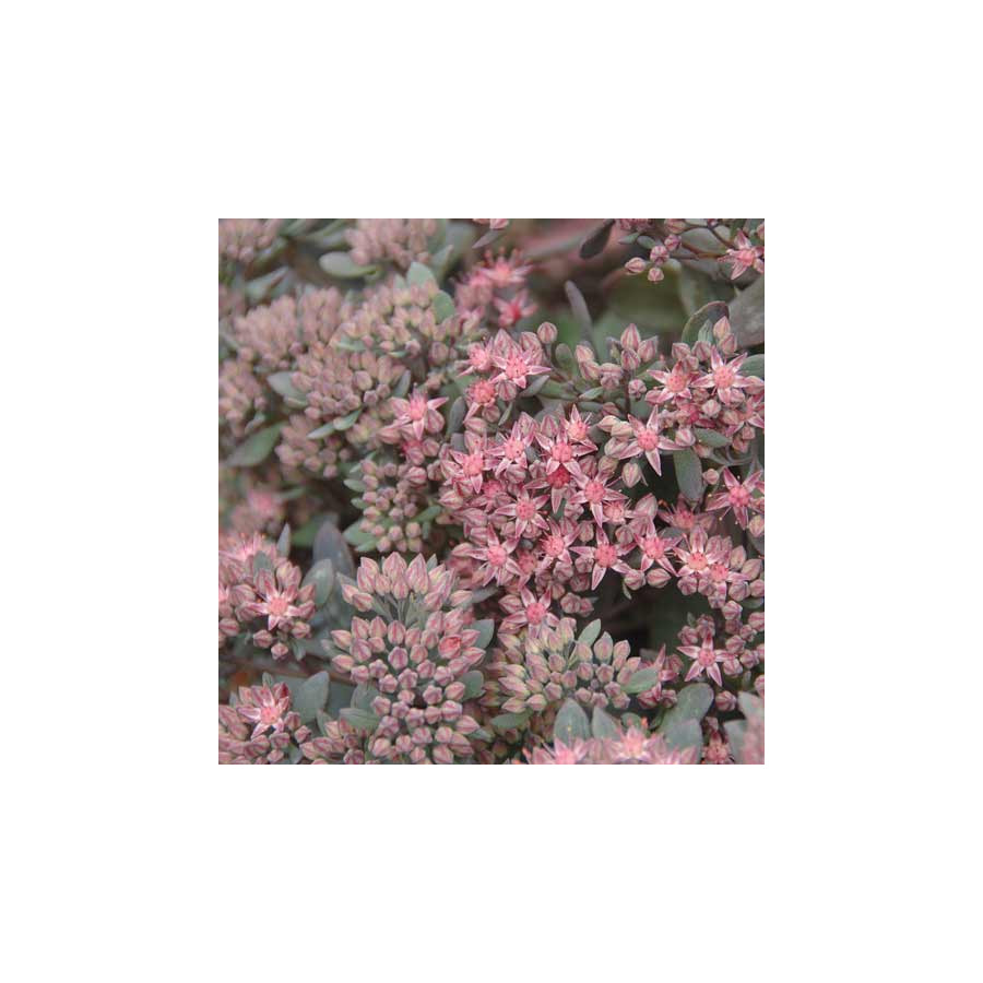 Plantes Vivaces SEDUM 'Red Canyon' - Sédum en vente - Orpin en vente - Pépinière Lepage .