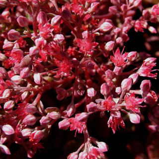 plantes-vivaces-sedum-robustum-s-ruby-glow-sedum-en-vente-orpin-en-vente-pepiniere-lepage-