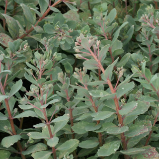 Plantes Vivaces SEDUM 'Robustum' (S. 'Ruby Glow') - Sédum en vente - Orpin en vente - Pépinière Lepage .