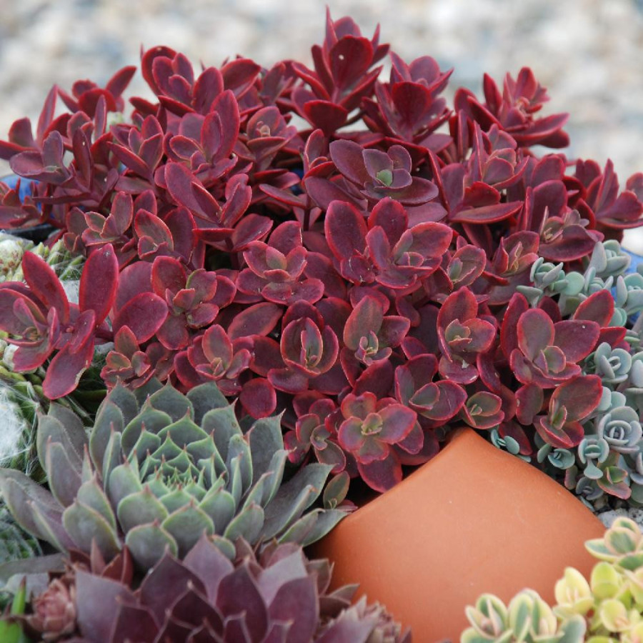 SEDUM 'Wildfire' ® (SunSparkler Series)