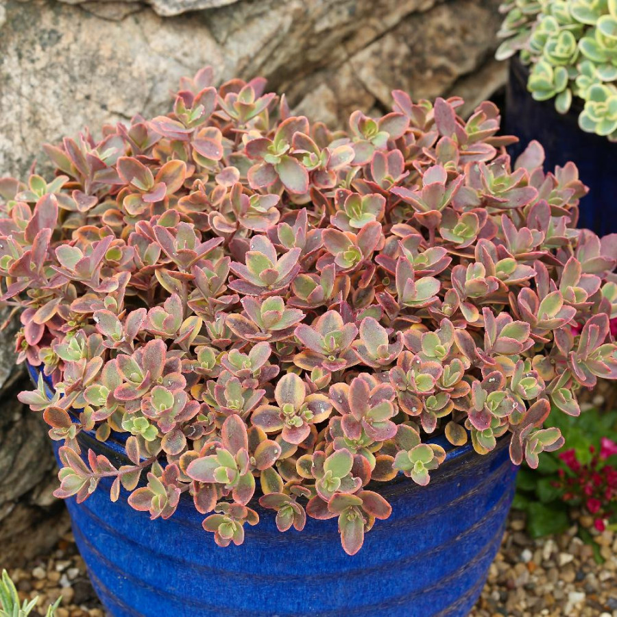 SEDUM 'Wildfire' ® (SunSparkler Series)