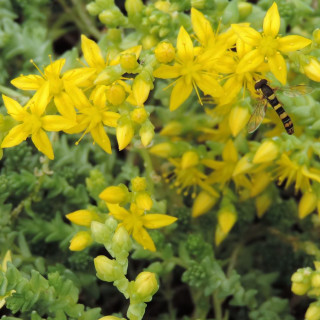 Plantes Vivaces SEDUM acre - Sédum en vente - Poivre de muraille en vente - Pépinière Lepage .