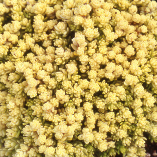 plantes-vivaces-sedum-acre-elegans-sedum-en-vente-poivre-de-muraille-en-vente-pepiniere-lepage-