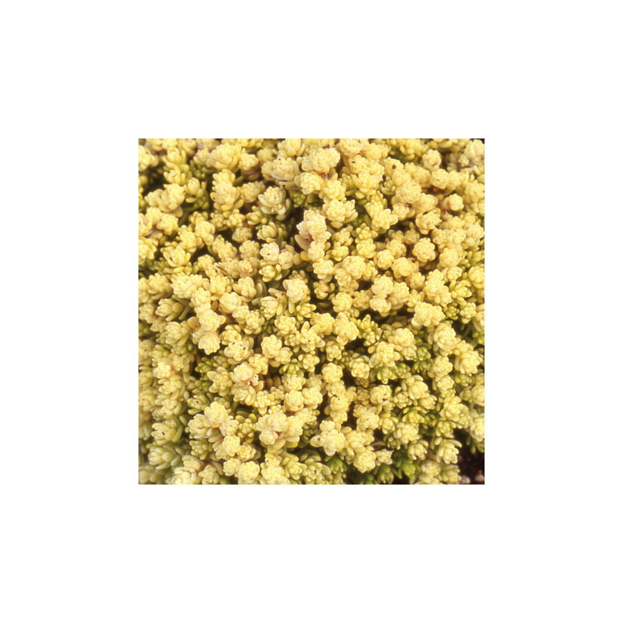 Plantes Vivaces SEDUM acre 'Elegans' - Sédum en vente - Poivre de muraille en vente - Pépinière Lepage .