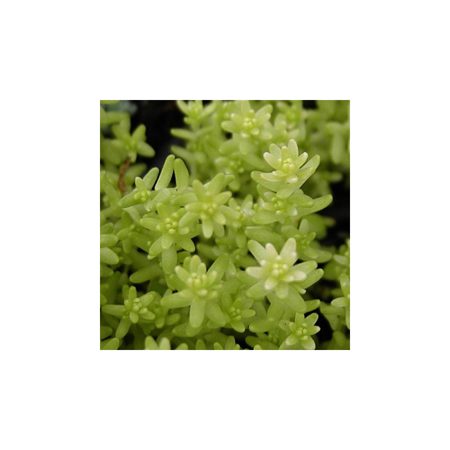 Plantes Vivaces SEDUM acre 'Elegans' - Sédum en vente - Poivre de muraille en vente - Pépinière Lepage .