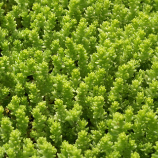 Plantes Vivaces SEDUM acre 'Elegans' - Sédum en vente - Poivre de muraille en vente - Pépinière Lepage .