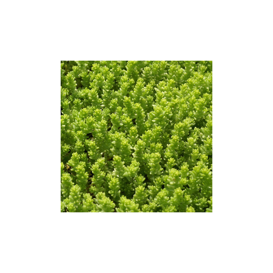 Plantes Vivaces SEDUM acre 'Elegans' - Sédum en vente - Poivre de muraille en vente - Pépinière Lepage .