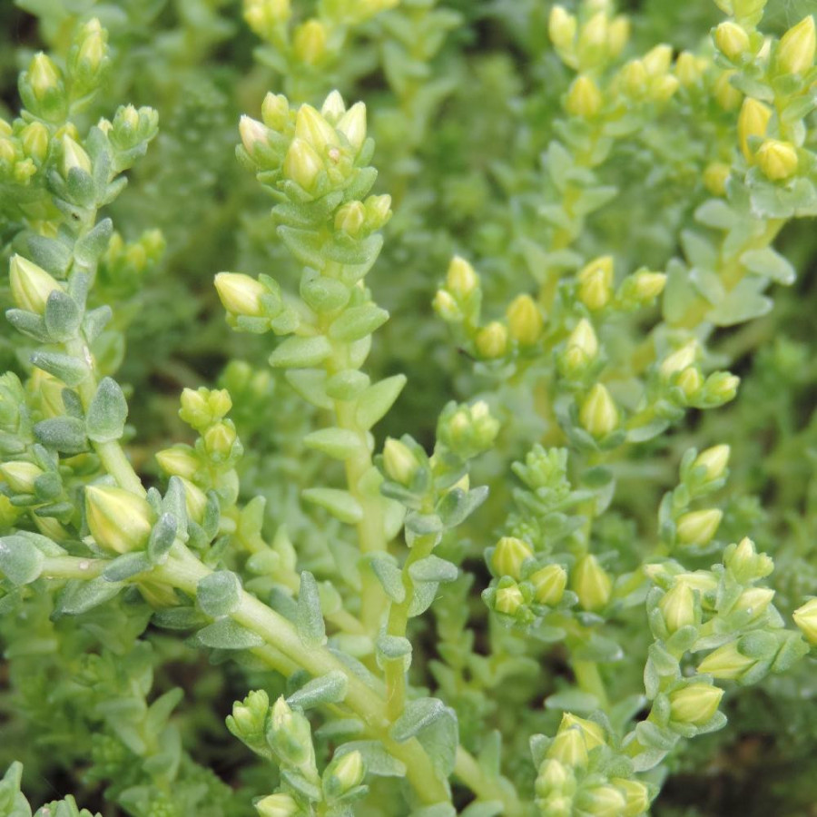 SEDUM acre 'Oktoberfest'