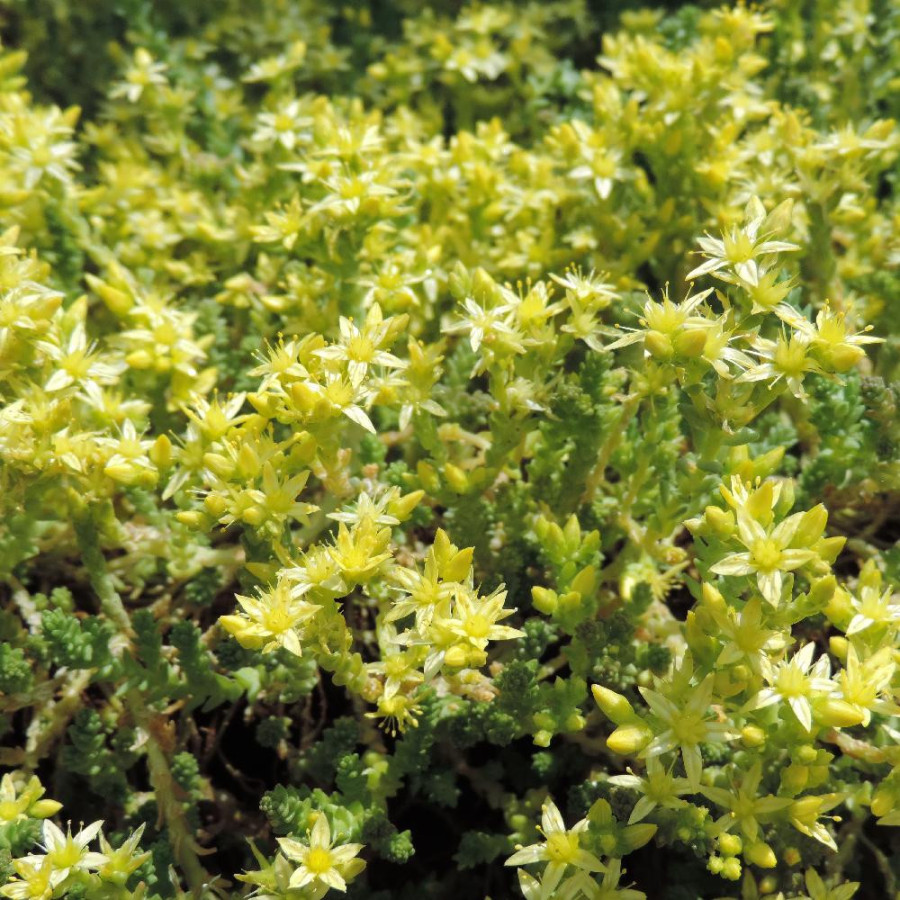 SEDUM acre 'Oktoberfest'