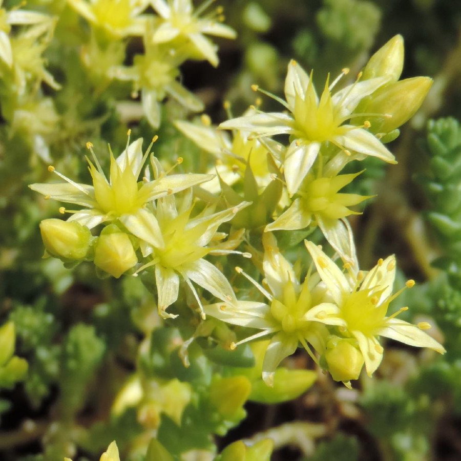 SEDUM acre 'Oktoberfest'