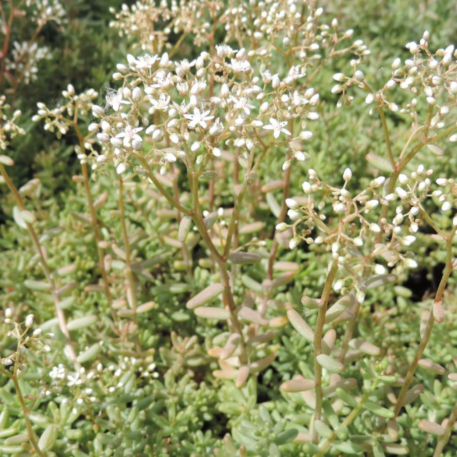 Plantes Vivaces SEDUM album - Sédum en vente - Orpin blanc en vente - Pépinière Lepage .