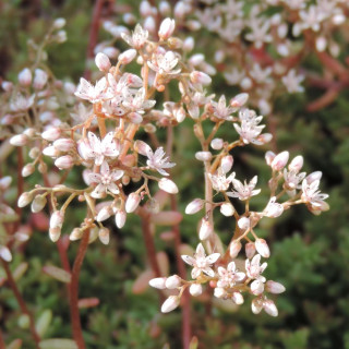 plantes-vivaces-sedum-album-murale-sedum-en-vente-orpin-blanc-en-vente-pepiniere-lepage-