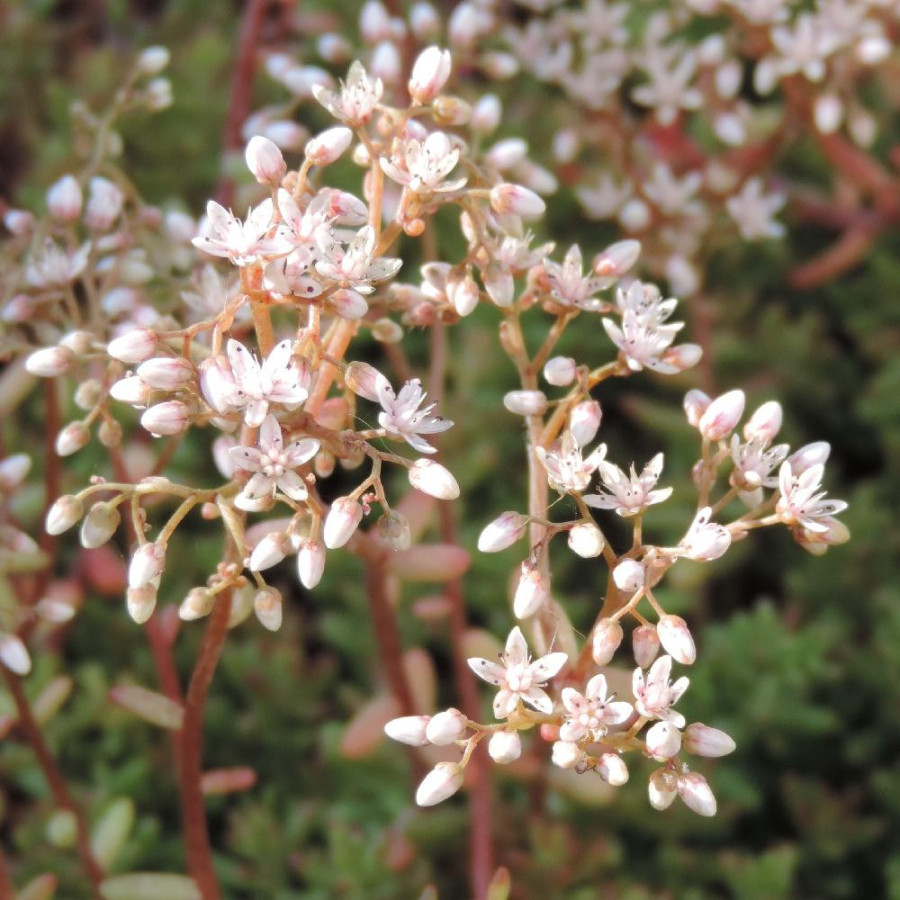 Plantes Vivaces SEDUM album 'Murale' - Sédum en vente - Orpin blanc en vente - Pépinière Lepage .