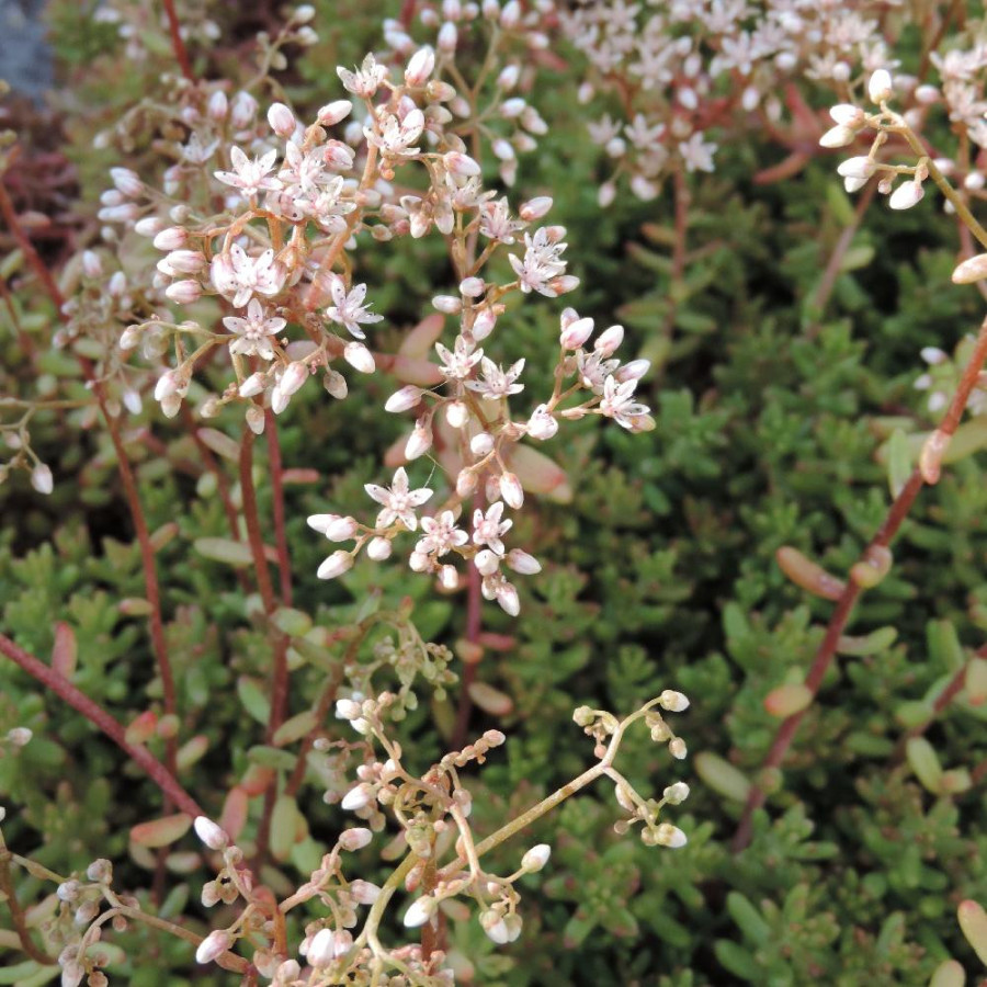 Plantes Vivaces SEDUM album 'Murale' - Sédum en vente - Orpin blanc en vente - Pépinière Lepage .