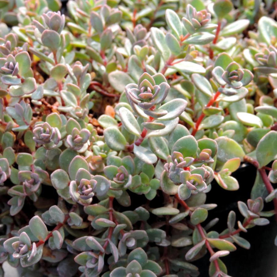SEDUM cyaneum 'Rosenteppich'