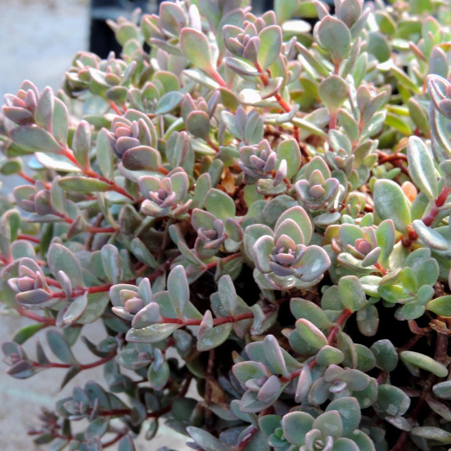 SEDUM cyaneum 'Rosenteppich'