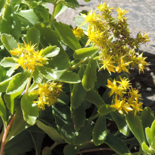 plantes-vivaces-sedum-kamtschaticum-sedum-en-vente-orpin-du-kamtchatka-en-vente-pepiniere-lepage-