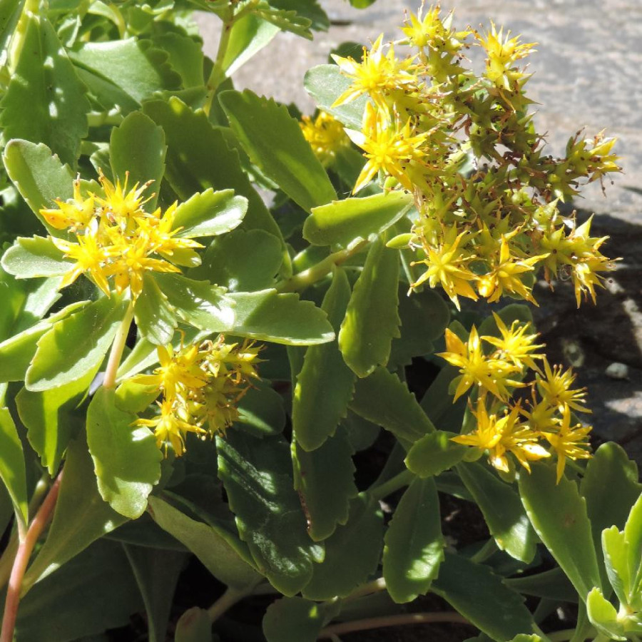 Plantes Vivaces SEDUM kamtschaticum - Sédum en vente -  Orpin du Kamtchatka en vente - Pépinière Lepage .