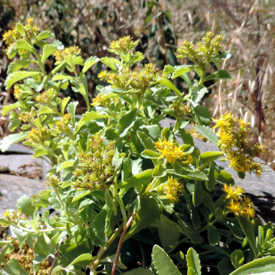 Plantes Vivaces SEDUM kamtschaticum - Sédum en vente -  Orpin du Kamtchatka en vente - Pépinière Lepage .