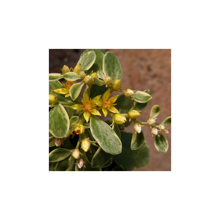 Plantes Vivaces SEDUM kamtschaticum 'Variegatum' - Sédum en vente - Orpin en vente - Pépinière Lepage .