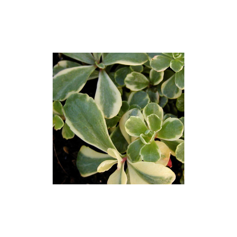 Plantes Vivaces SEDUM kamtschaticum 'Variegatum' - Sédum en vente - Orpin en vente - Pépinière Lepage .