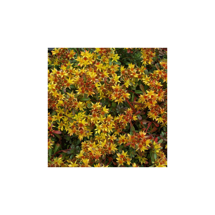 Plantes Vivaces SEDUM kamtschaticum var. floriferum 'Weihenstephaner Gold' - Sédum en vente - Orpin en vente - Pépinière Lepage 