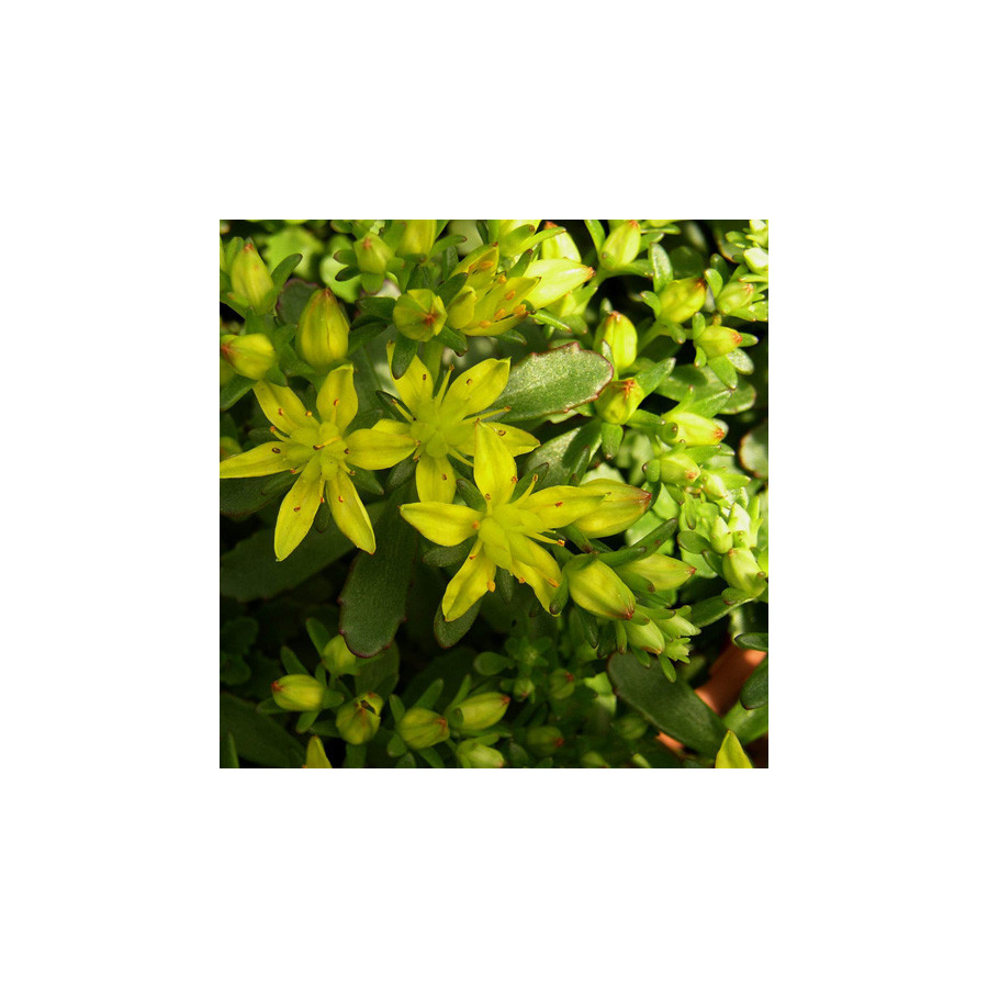 Plantes Vivaces SEDUM kamtschaticum var. floriferum 'Weihenstephaner Gold' - Sédum en vente - Orpin en vente - Pépinière Lepage 