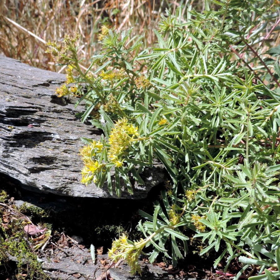 Plantes Vivaces SEDUM kamtschaticum var. middendorffianum - Sédum en vente -  Orpin du Kamtchatka en vente - Pépinière Lepage .
