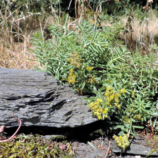 Plantes Vivaces SEDUM kamtschaticum var. middendorffianum - Sédum en vente -  Orpin du Kamtchatka en vente - Pépinière Lepage .