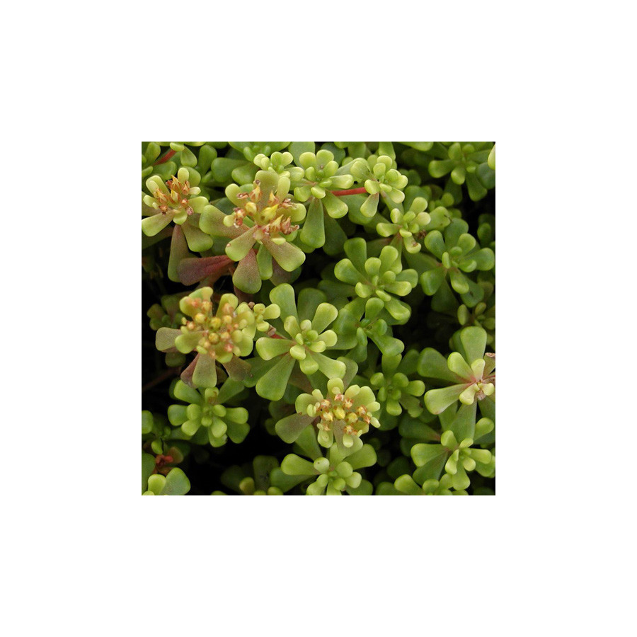 Plantes Vivaces SEDUM oreganum - Sédum en vente - Orpin en vente - Pépinière Lepage .