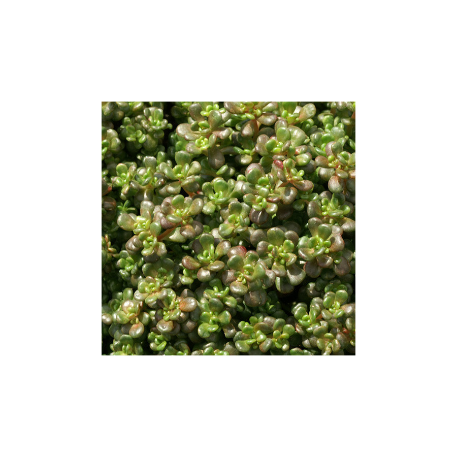 Plantes Vivaces SEDUM oreganum - Sédum en vente - Orpin en vente - Pépinière Lepage .