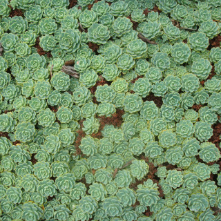 plantes-vivaces-sedum-pachyclados-sedum-en-vente-orpin-en-vente-pepiniere-lepage-