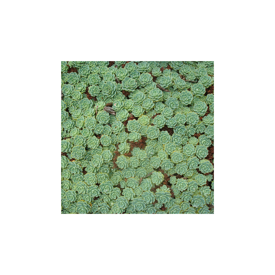 Plantes Vivaces SEDUM pachyclados - Sédum en vente - Orpin en vente - Pépinière Lepage .