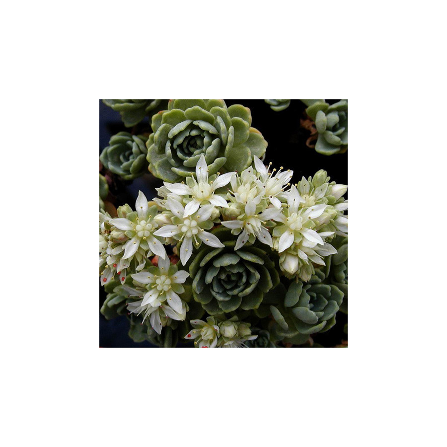 Plantes Vivaces SEDUM pachyclados - Sédum en vente - Orpin en vente - Pépinière Lepage .