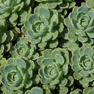Plantes Vivaces SEDUM pachyclados - Sédum en vente - Orpin en vente - Pépinière Lepage .