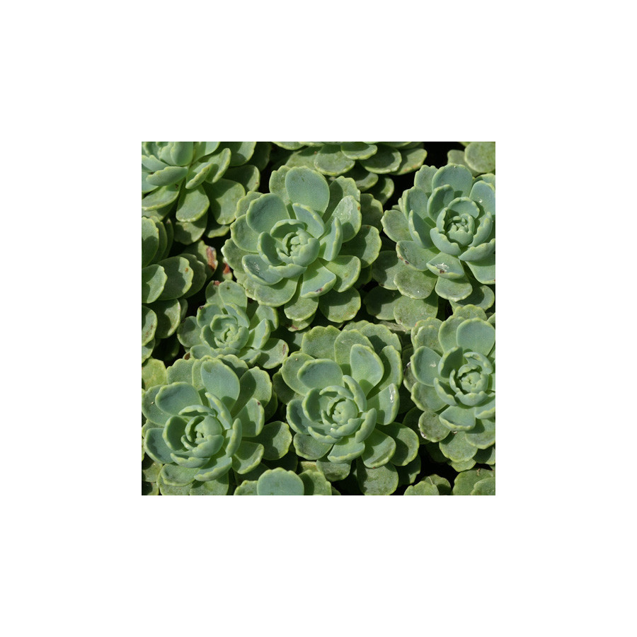 Plantes Vivaces SEDUM pachyclados - Sédum en vente - Orpin en vente - Pépinière Lepage .