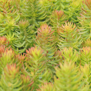 plantes-vivaces-sedum-reflexum-angelina-sedum-en-vente-orpin-en-vente-pepiniere-lepage-